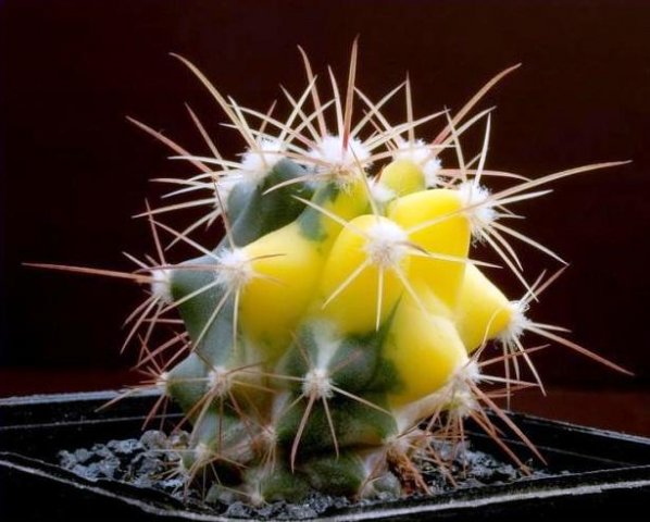 Echinocactus_parryi_variegata